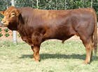 供应肉牛养殖前景 肉牛养殖技术 改良肉牛 架子牛 育肥牛小公牛 养牛场